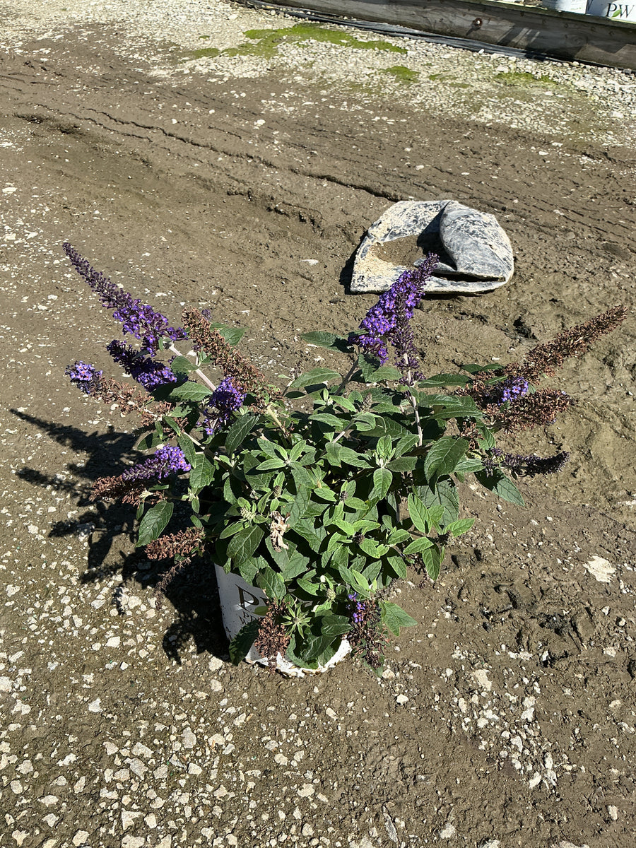 Buddleia 'Pugster Blue'