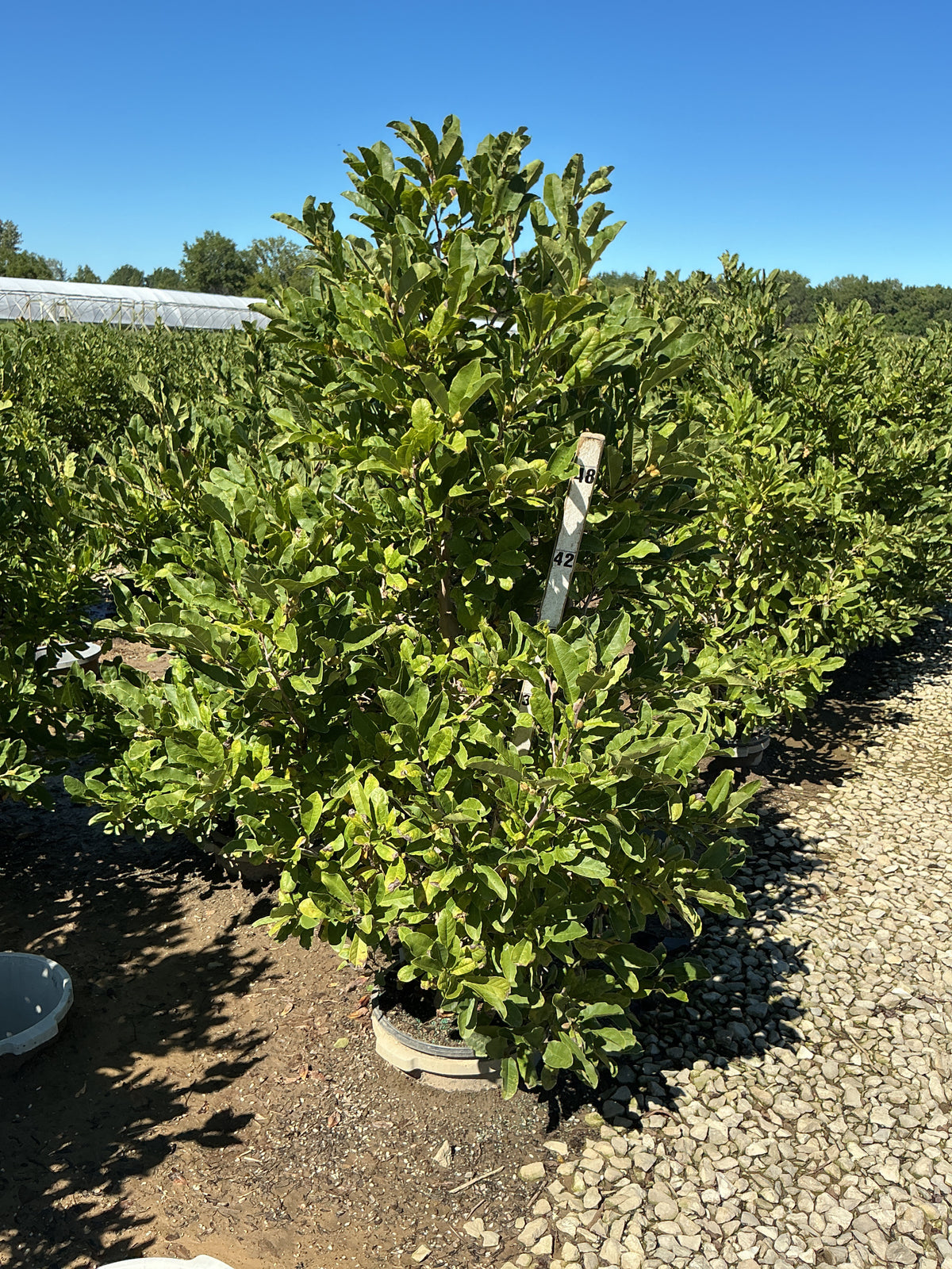 Magnolia stellata 'Royal Star'