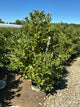 Magnolia stellata 'Royal Star'