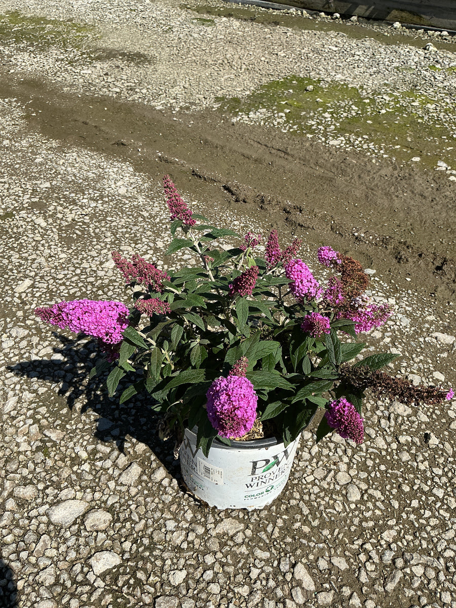 Buddleia 'Pugster Pinker'