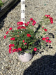 Rosa 'Drift Meigalpio'