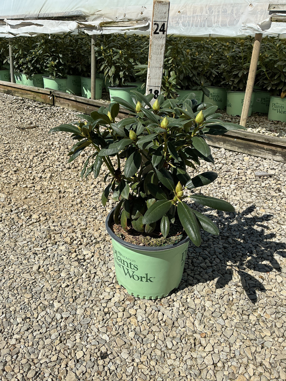 Rhododendron 'Holdens Fuchsia'