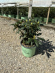 Rhododendron 'Holdens Fuchsia'