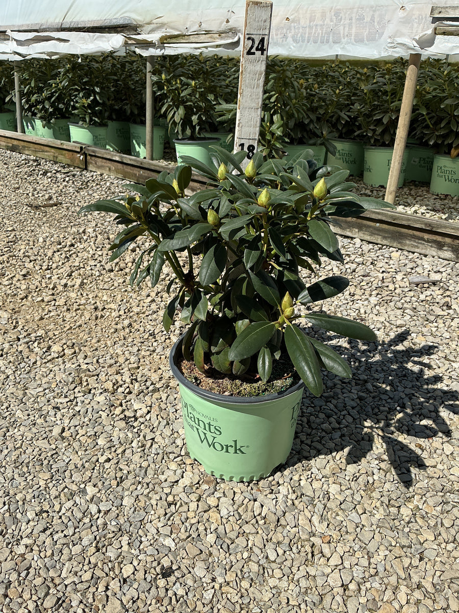 Rhododendron 'Holdens Fuchsia'