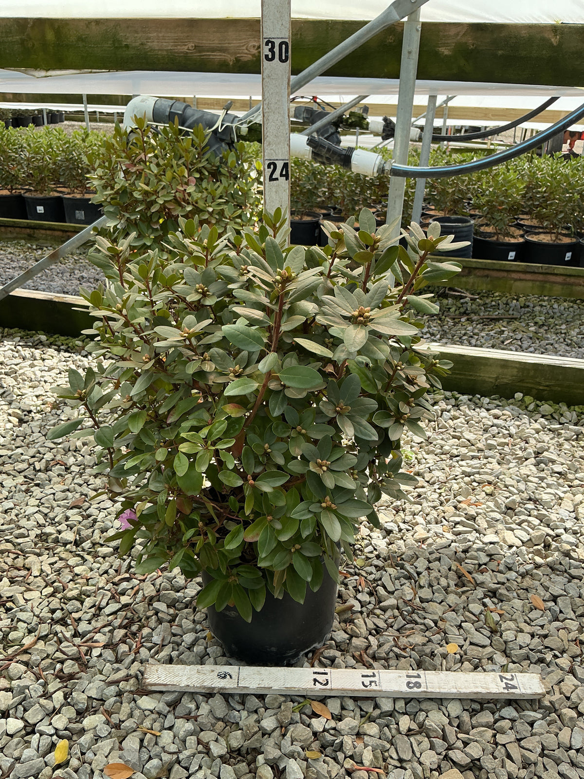 Rhododendron 'PJM Elite'