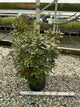 Rhododendron 'PJM Elite'