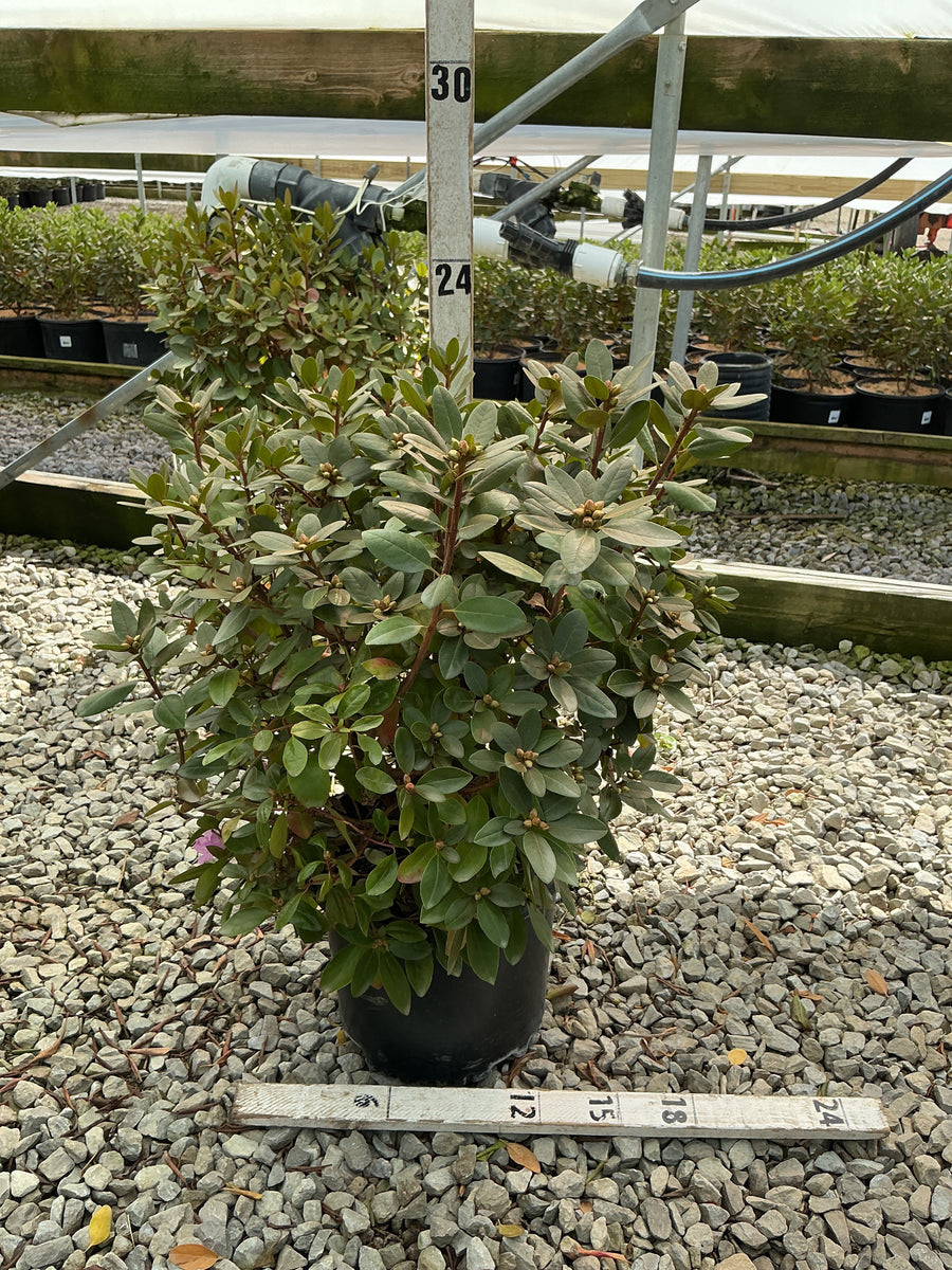 Rhododendron 'PJM Elite'