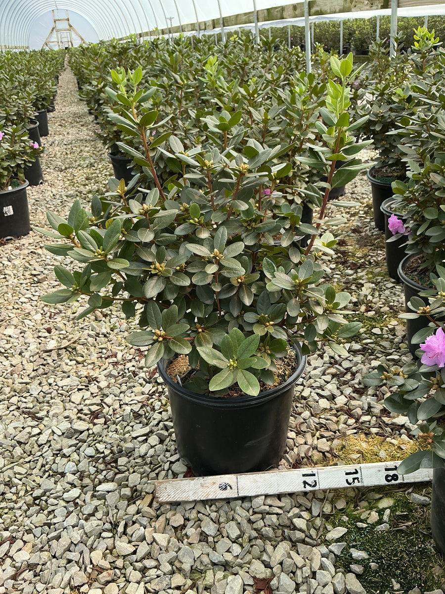 Rhododendron 'PJM Elite'