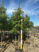 Quercus palustris