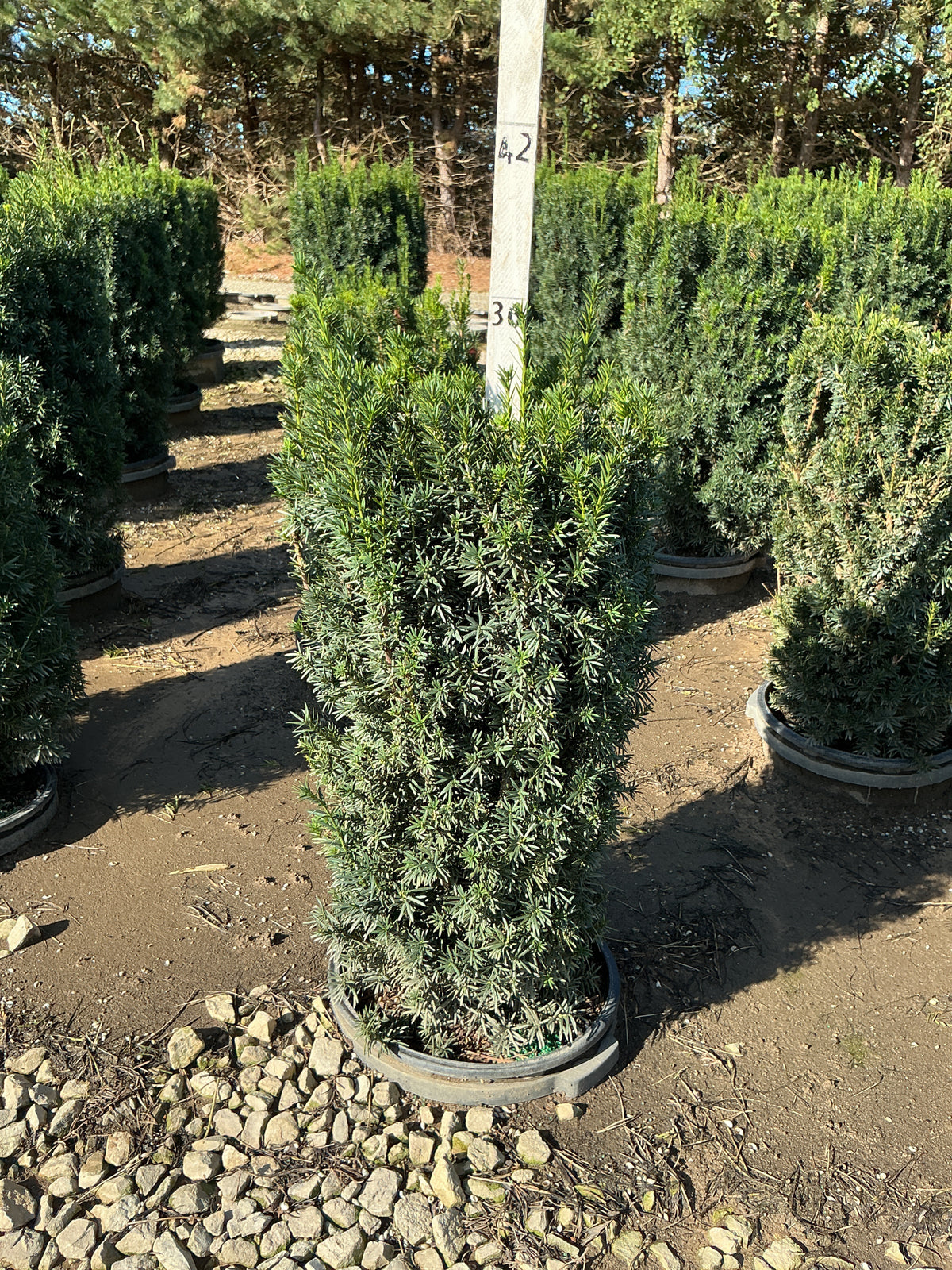 Taxus x media 'Hicksii'