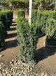 Taxus x media 'Hicksii'