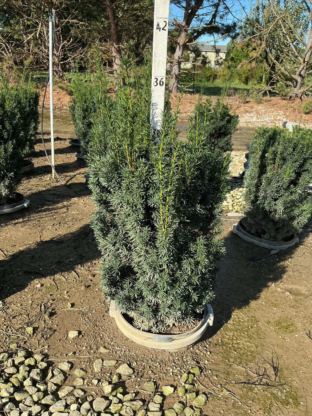Taxus x media 'Hicksii'