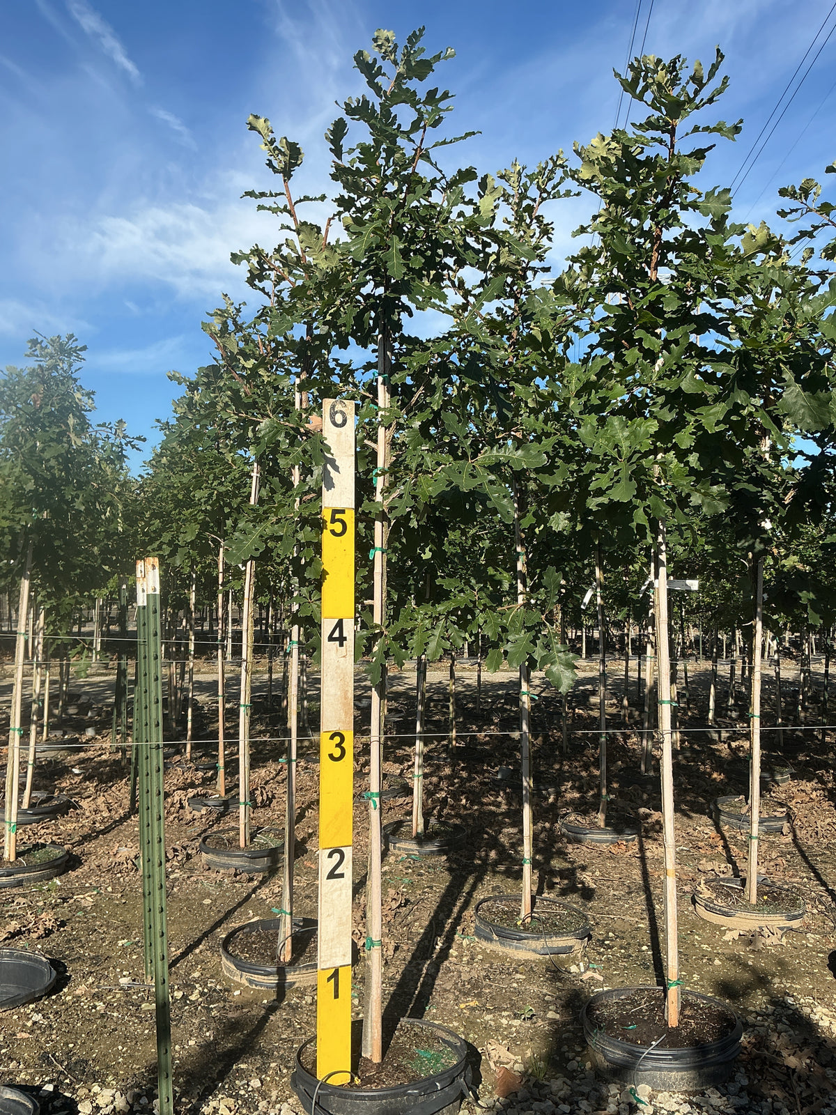 Quercus macrocarpa