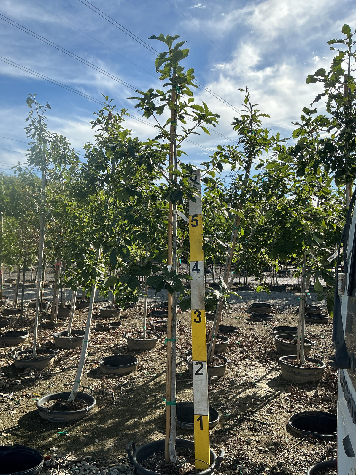 Quercus muehlenbergii