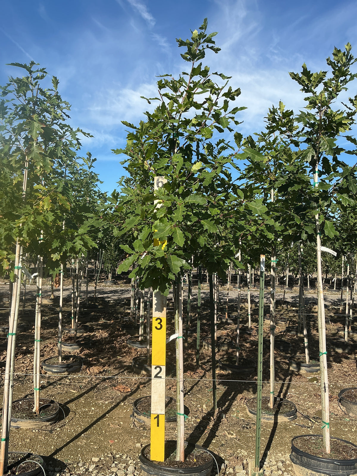 Quercus rubra 'Rubrum'