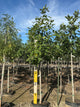 Quercus rubra 'Rubrum'