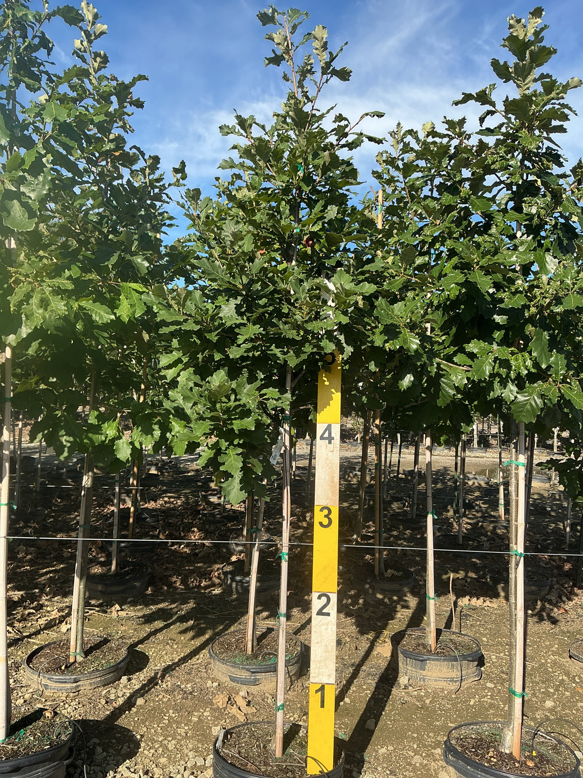Quercus bicolor