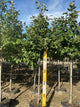 Quercus bicolor