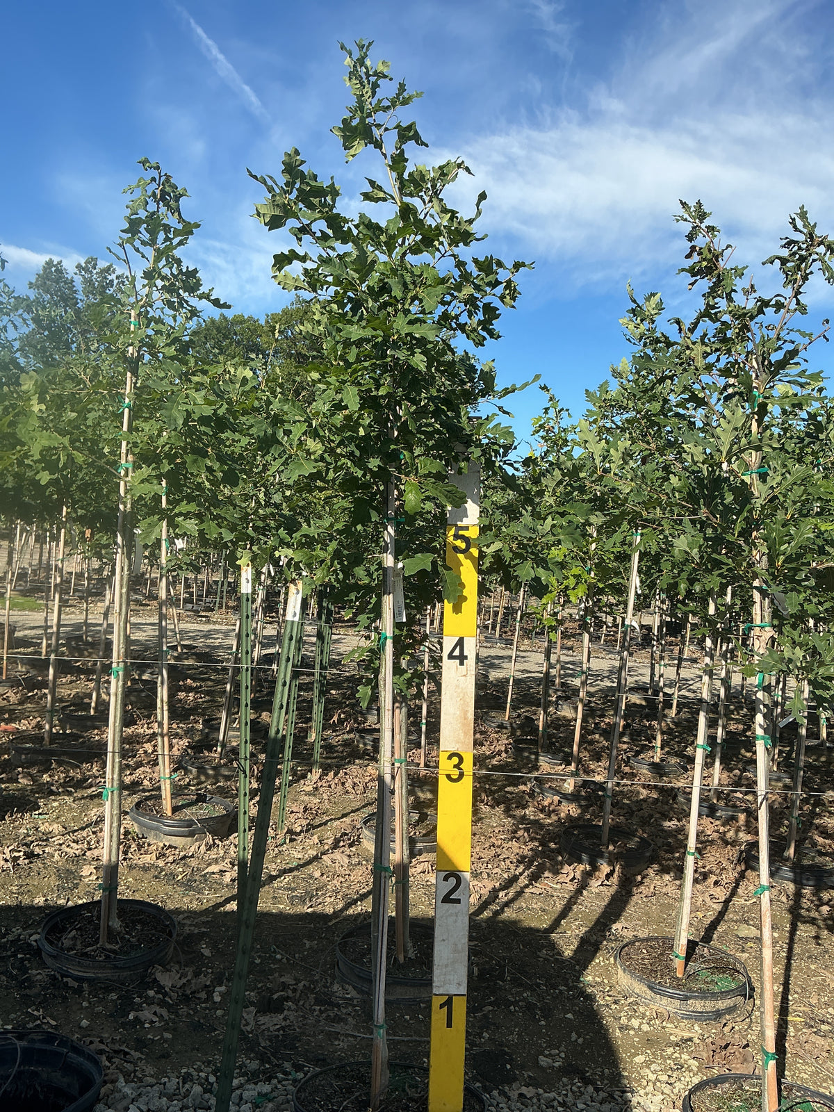 Quercus alba