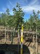 Quercus alba