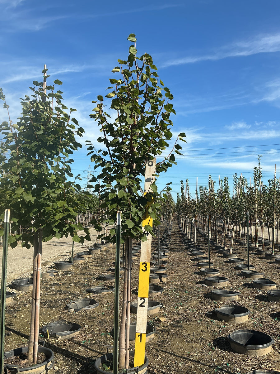 Tilia cordata 'Greenspire'