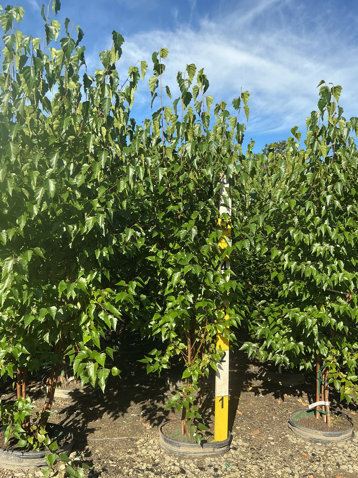 Betula platyphylla 'Whitespire'