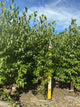 Betula platyphylla 'Whitespire'