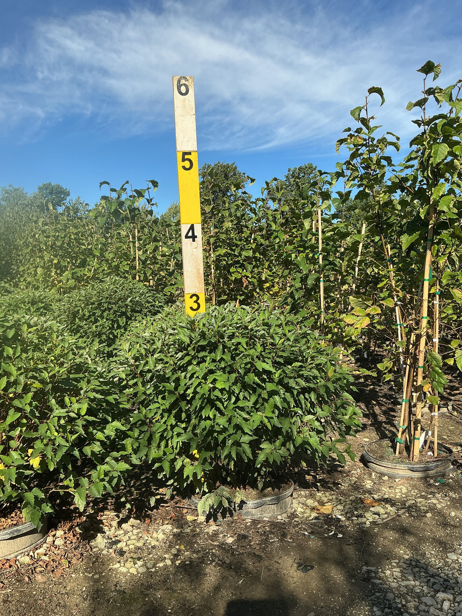 Betula nigra 'Little King'
