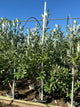 Magnolia virginiana 'Jim Wilson'