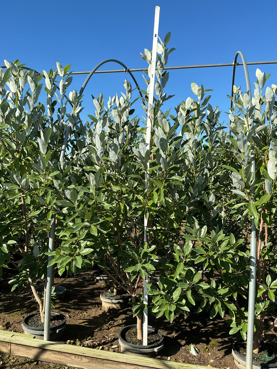 Magnolia virginiana 'Jim Wilson'