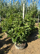 Magnolia x 'Ann'