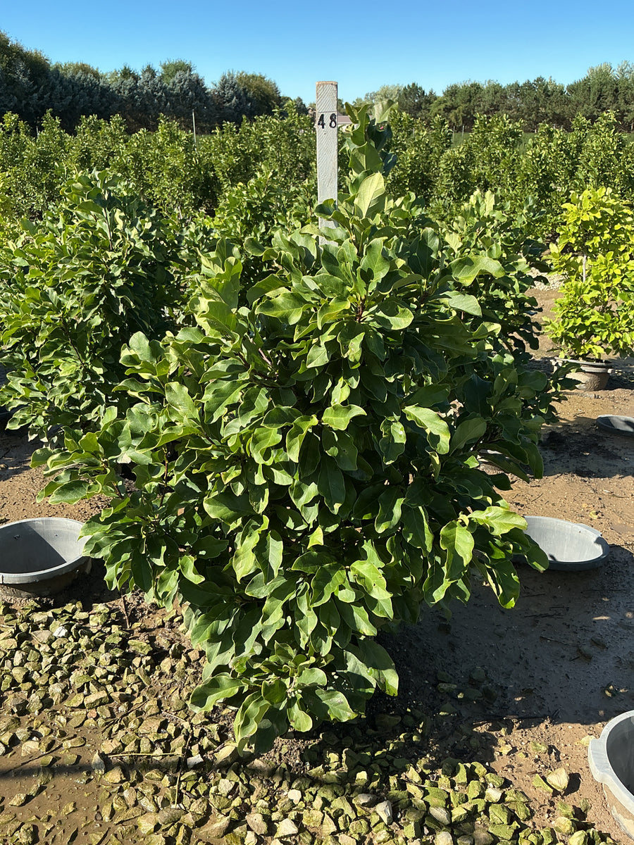 Magnolia x 'Jane'