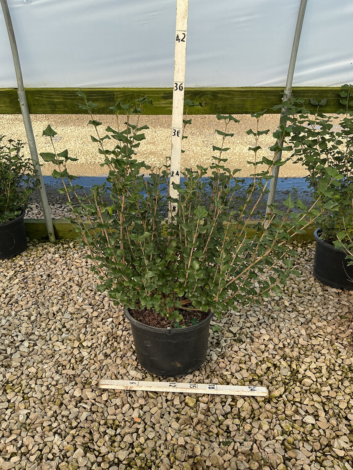 Syringa meyeri 'Palibin'