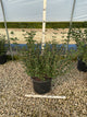 Syringa meyeri 'Palibin'