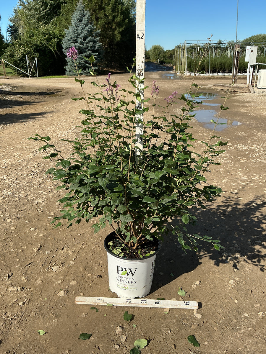 Syringa x 'Penda'