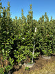 Viburnum nudum 'Winterthur'