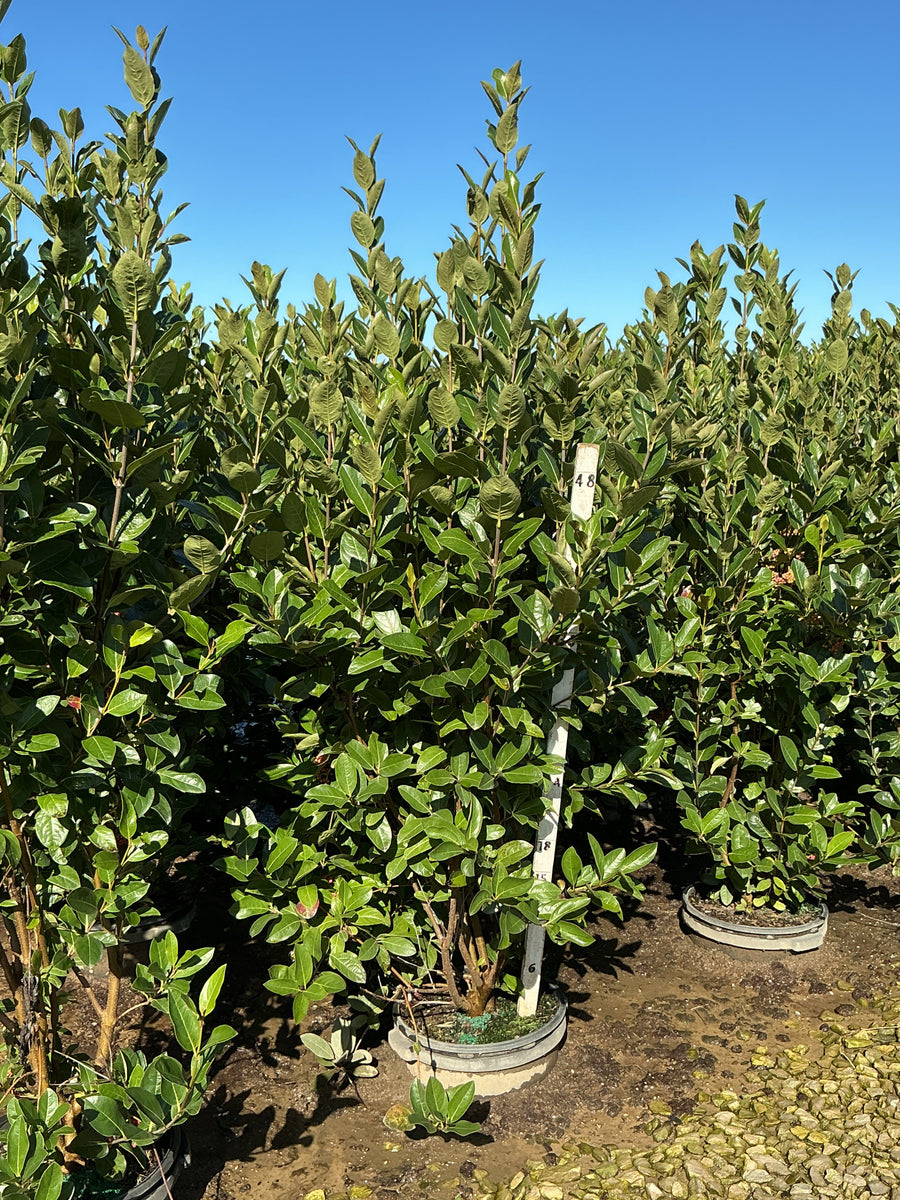 Viburnum nudum 'Winterthur'