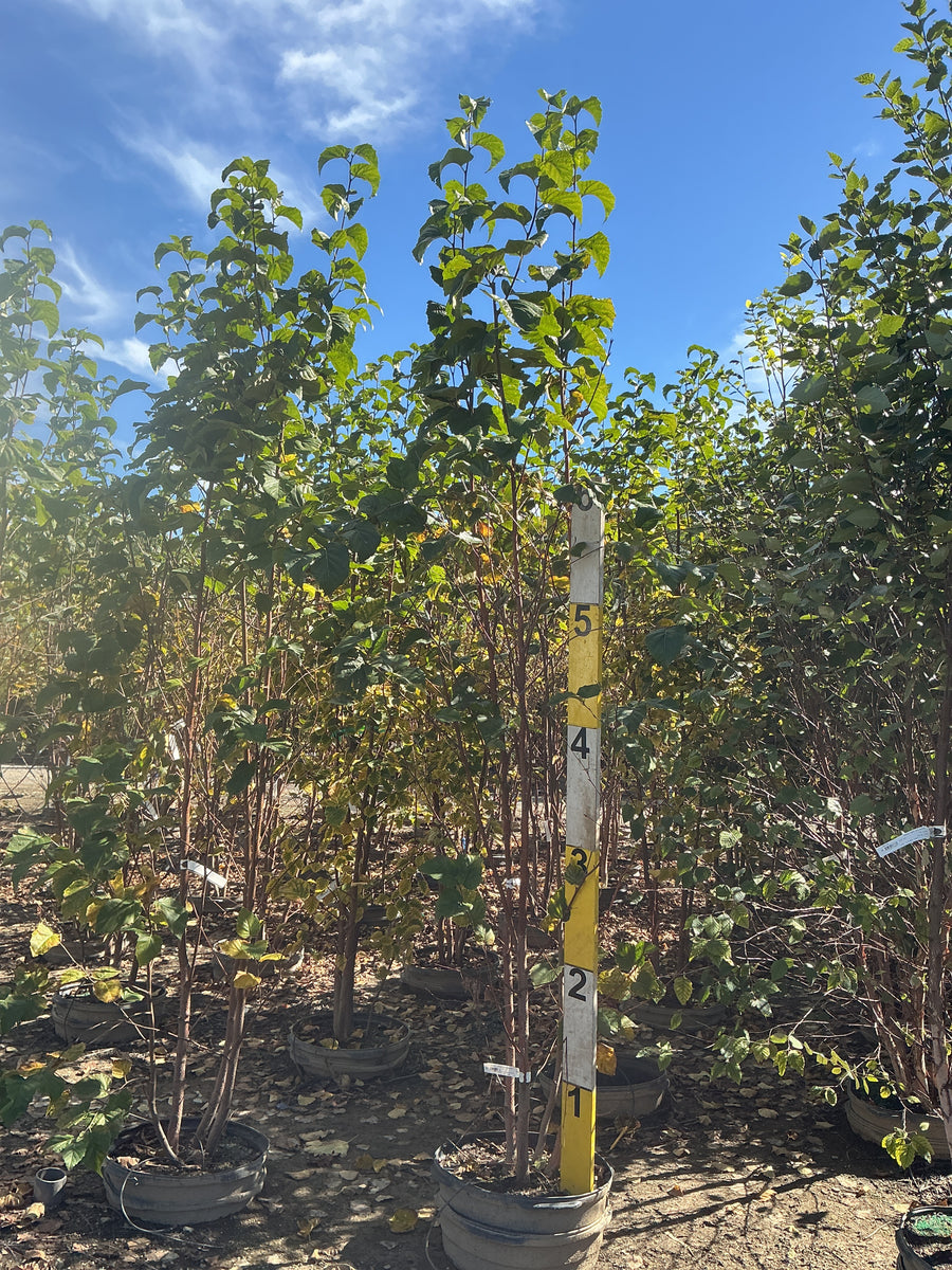 Betula 'P Prairie Dreams'