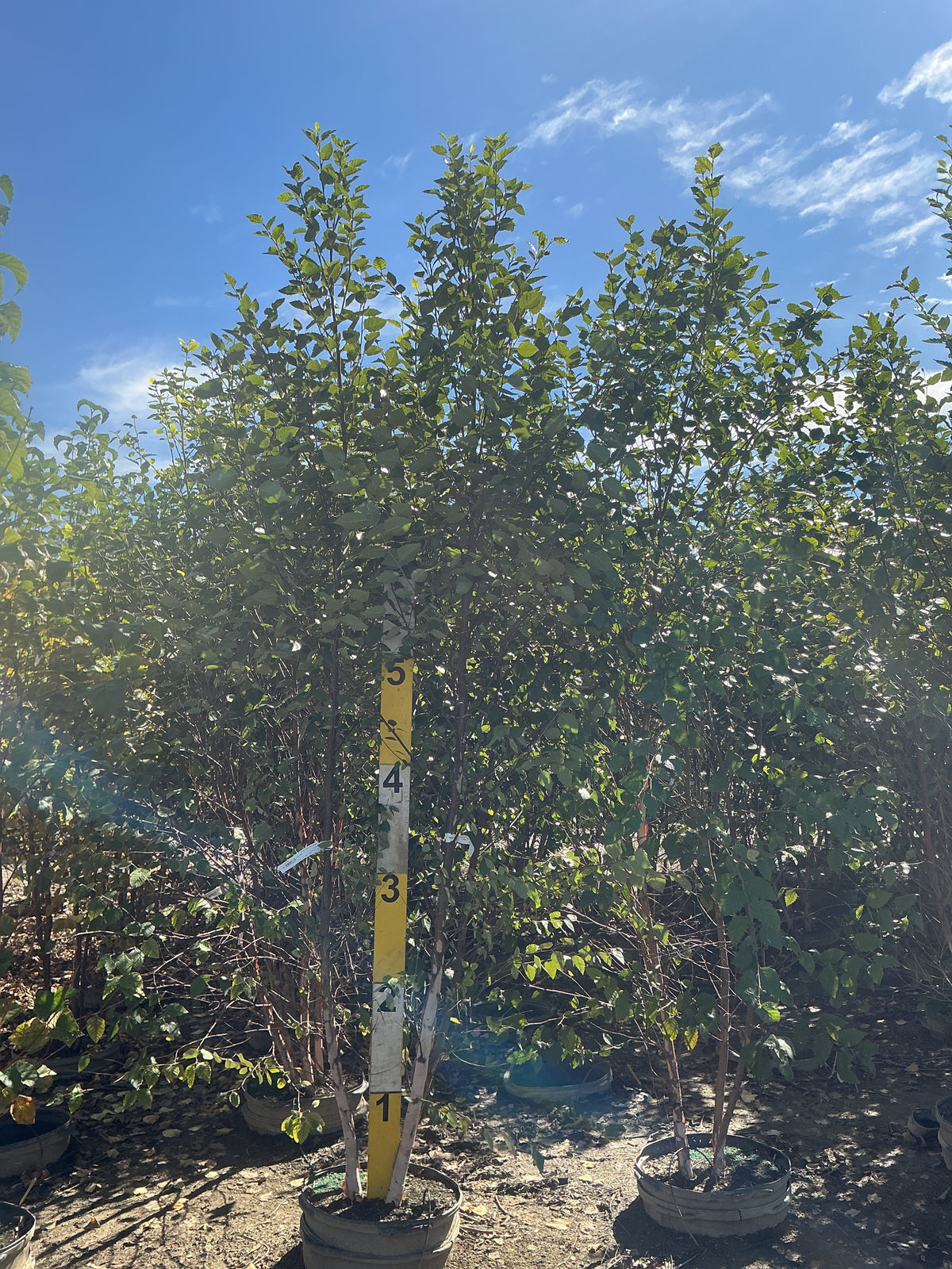 Betula nigra 'City Slicker'