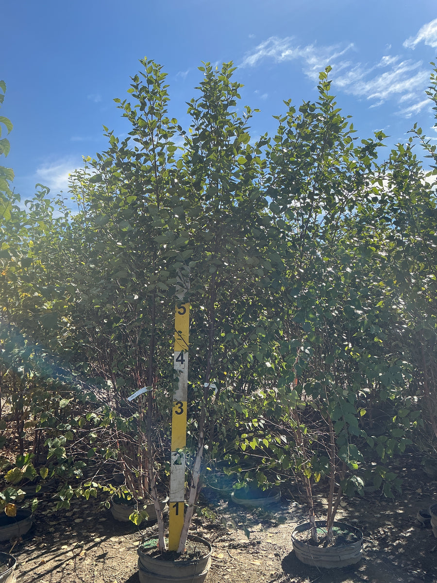 Betula nigra 'City Slicker'