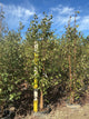 Betula jacquemontii
