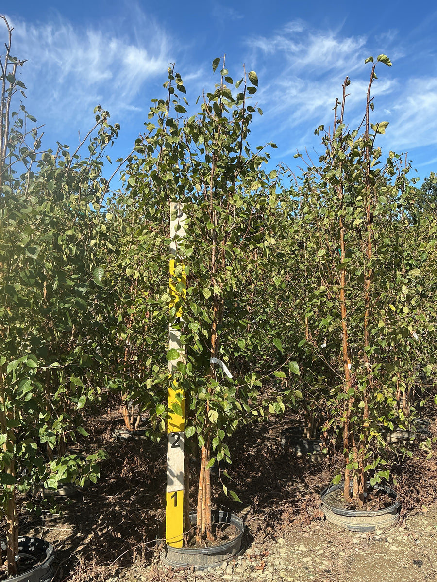 Betula jacquemontii