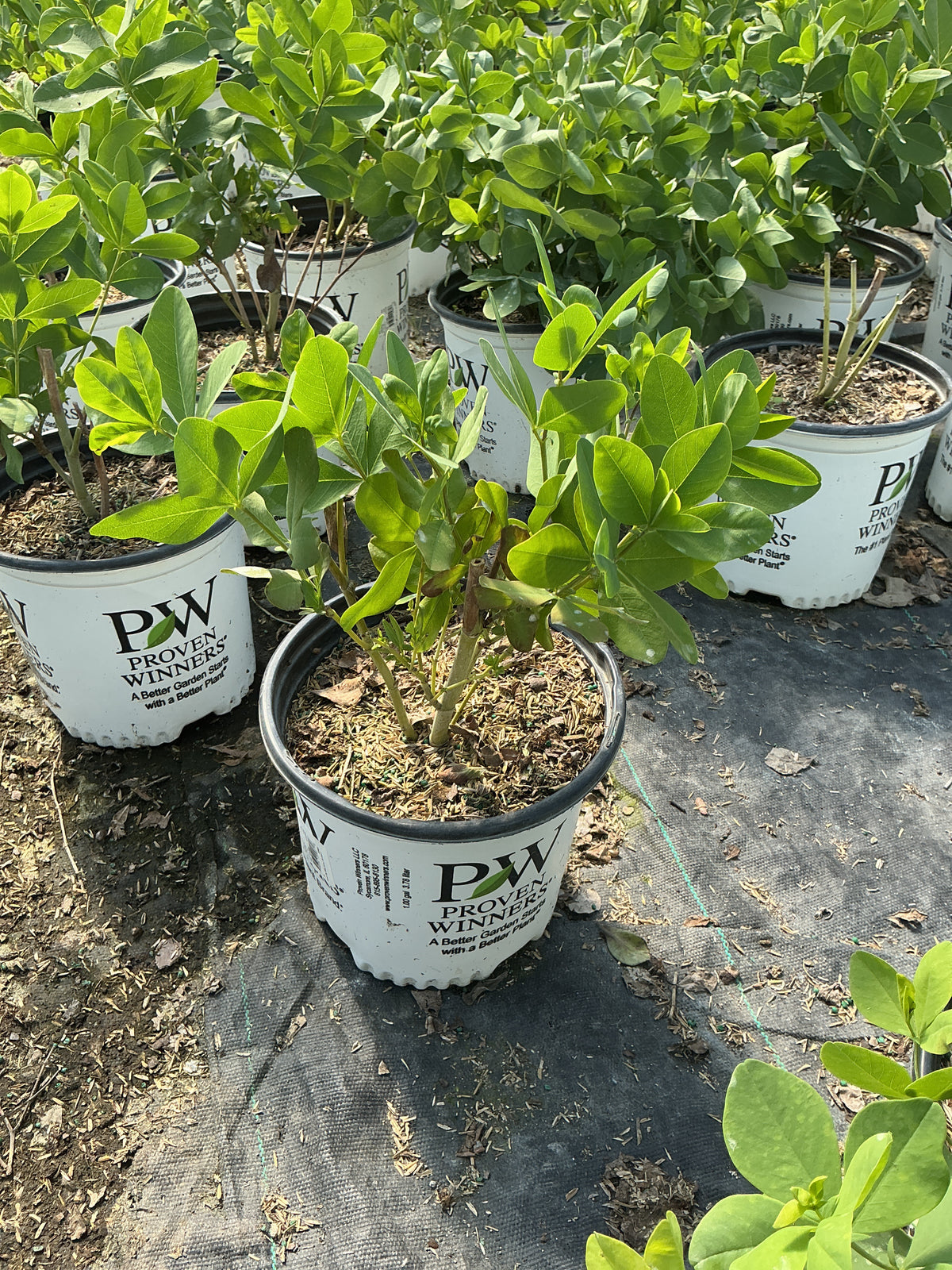 Baptisia '‘Grape Escape’'