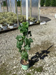 Vitis lakemont 'Lakemont'
