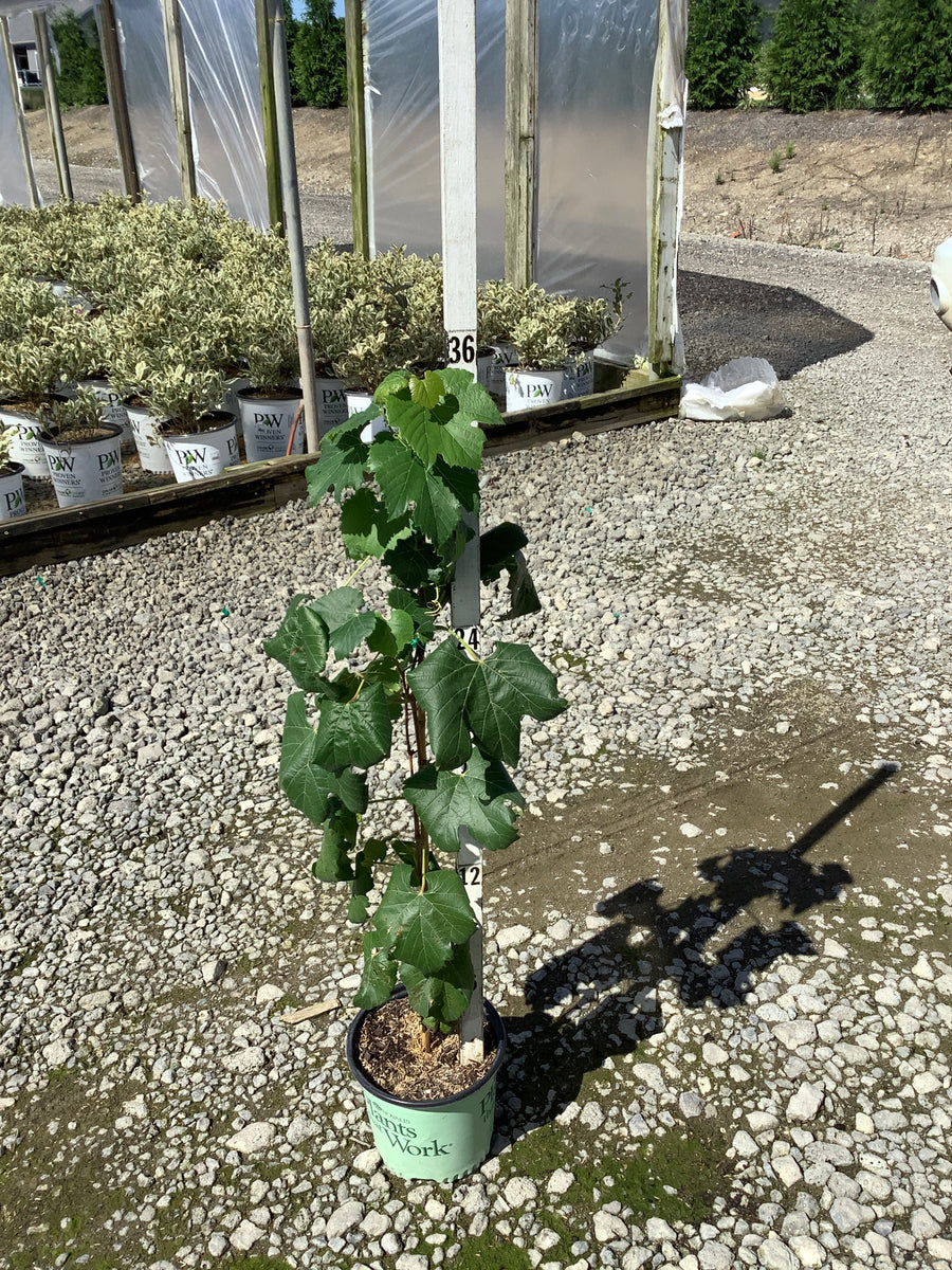 Vitis lakemont 'Lakemont'