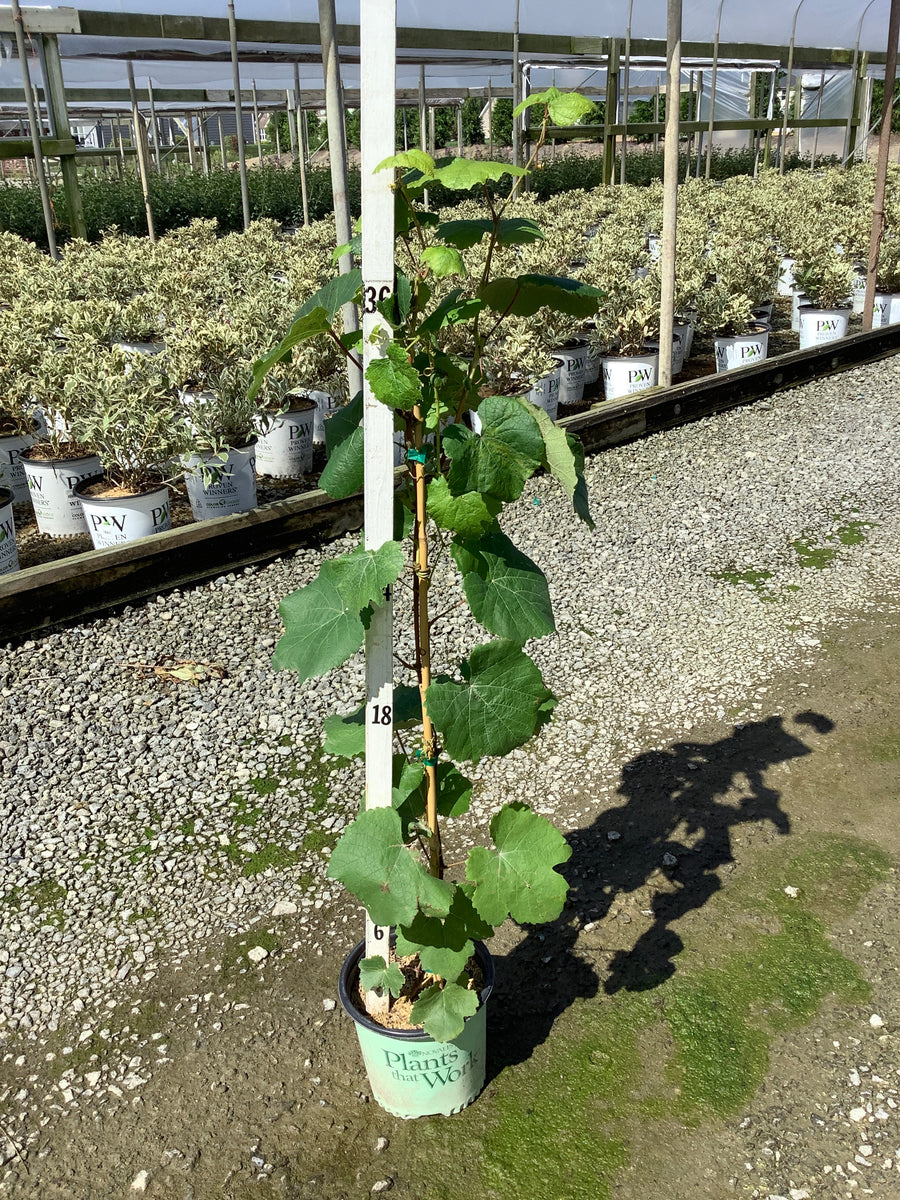 Vitis mars 'Mars'