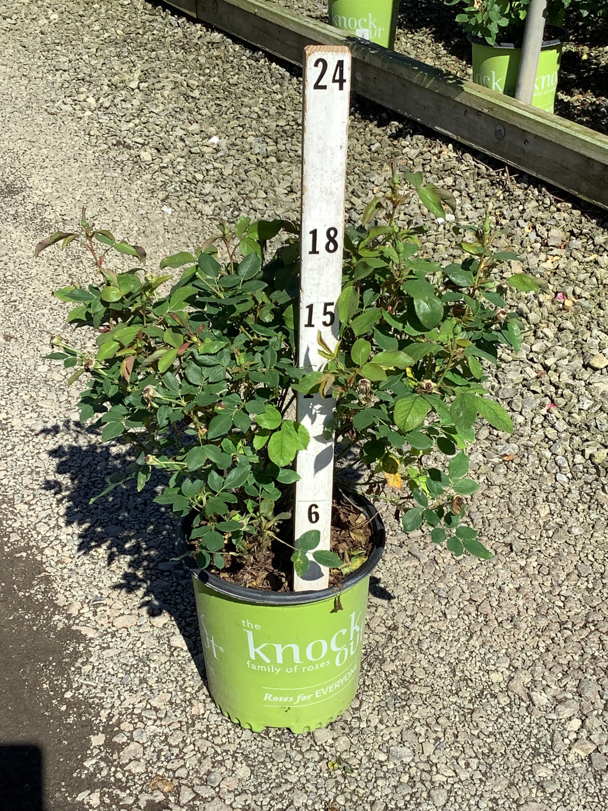 Rosa K.O 'Radsunny'