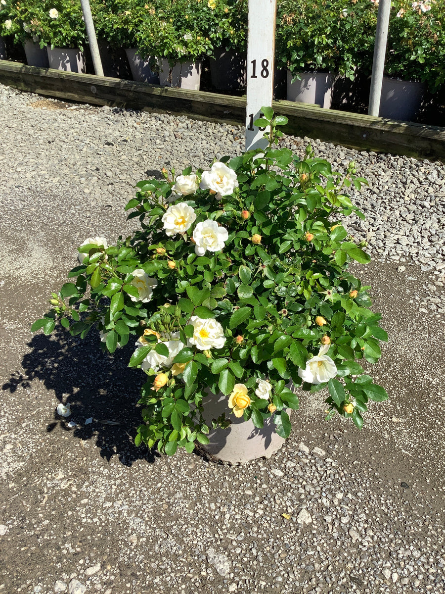 Rosa 'Drift Popcorn'