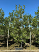 Magnolia virginiana 'Jim Wilson'