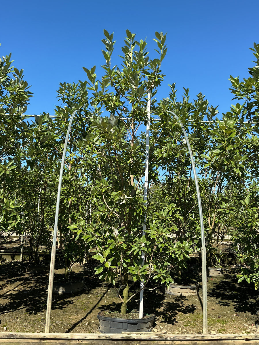 Magnolia virginiana 'Jim Wilson'
